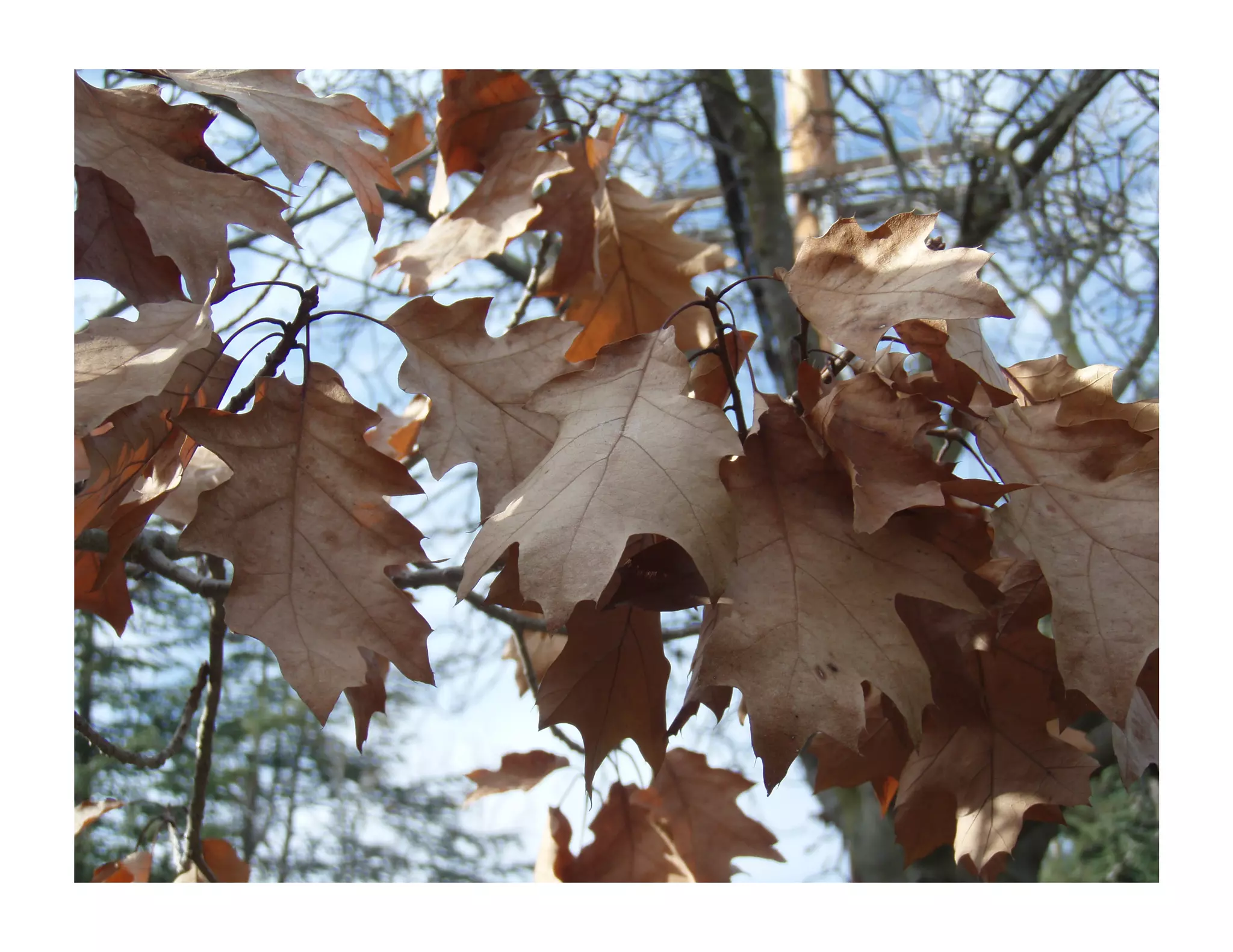 Dr. Lisa Chu on How Teaching Violin to Toddlers Taught Her More than Harvard and Medical School Combined