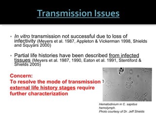 In vitro  transmission not successful due to loss of infectivity  (Meyers et al. 1987, Appleton & Vickerman 1998, Shields and Squyars 2000)  Partial life histories have been described  from infected tissues   (Meyers et al. 1987, 1990, Eaton et al. 1991, Stentiford & Shields 2005) Concern:  To resolve the mode of transmission  external life history stages  require  further characterization  Hematodinium in C. sapidus hemolymph.  Photo courtesy of Dr. Jeff Shields 