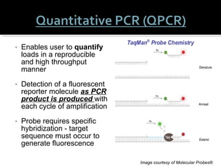 Enables user to  quantify  loads in a reproducible and high throughput manner  Detection of a fluorescent reporter molecule  as PCR product is produced   with each cycle of amplification Probe requires specific hybridization - target sequence must occur to generate fluorescence Image courtesy of Molecular Probes® 