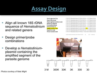 Align all known 18S rDNA sequence of  Hematodinium  and related genera Design primer/probe combinations Develop a  Hematodinium -plasmid containing the amplified segment of the parasite genome Photos courtesy of Nate Wight 3 M  300K  30K  3K  300  30  