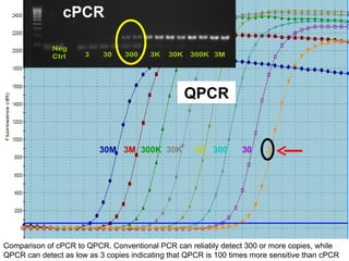 30M   3M   300K   30K   3K   300   30  3   Comparison of cPCR to QPCR. Conventional PCR can reliably detect 300 or more copies, while QPCR can detect as low as 3 copies indicating that QPCR is 100 times more sensitive than cPCR cPCR QPCR 