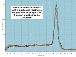 Dissociation curve analysis with a single peak illustrating the presence of a single DNA fragment amplified by the QPCR test 