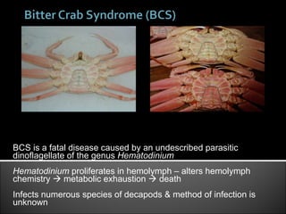 BCS is a fatal disease caused by an undescribed parasitic dinoflagellate of the genus  Hematodinium  Hematodinium  proliferates in hemolymph – alters hemolymph chemistry    metabolic exhaustion    death Infects numerous species of decapods & method of infection is unknown Left : Heavily infected Chionoecetes bairdi Right : Hematodinium infected (top) versus healthy (bottom) C. bairdi 