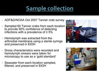 ADF&G/NOAA Oct 2007 Tanner crab survey Sampled 60 Tanner crabs from each location to provide 95% confidence of detecting infections with a prevalence of ≥ 5% Hemolymph was extracted from the arthrodial membrane using a sterile syringe and preserved in EtOH Gross characteristics were recorded and hemolymph smears were taken for microscopy to use as a ‘gold standard’   Seawater from each location sampled, filtered, and preserved in EtOH 
