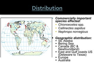 Commercially important species effected:   Chionoecetes  spp. Callinectes sapidus Nephrops norvegicus Geographic distribution: SE Alaska  Bering Sea  Canada (BC & Newfoundland) East and Gulf coasts US (Delaware to Texas) Europe Australia Figure 1.  World-wide reports of  Hematodinium  related disease.  Red dots = historical  disease; Blue dot = recent report. 