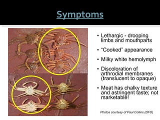 Lethargic - drooping limbs and mouthparts “ Cooked” appearance Milky white hemolymph Discoloration of arthrodial membranes (translucent to opaque)  Meat has chalky texture and astringent taste; not marketable! Photos courtesy of Paul Collins (DFO) Symptoms 