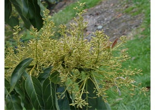 The New Zealand Institute for Plant & Food Research Limited
 