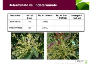 Determinate vs. indeterminate

 Treatment      No. of   No. of flowers       No. of fruit                                 Average %
                trees                         (19/02/09)                                    fruit set
Determinate      20          29865

Indeterminate    20          23793




                                          The New Zealand Institute for Plant & Food Research Limited
 
