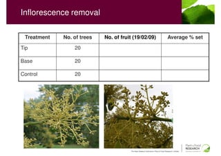 Inflorescence removal

 Treatment   No. of trees   No. of fruit (19/02/09)                                 Average % set

Tip              20

Base             20

Control          20




                                       The New Zealand Institute for Plant & Food Research Limited
 