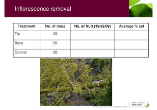 Inflorescence removal

 Treatment   No. of trees   No. of fruit (19/02/09)                                 Average % set

Tip              20

Base             20

Control          20




                                       The New Zealand Institute for Plant & Food Research Limited
 
