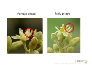 Female phase    Male phase




               The New Zealand Institute for Plant & Food Research Limited
 