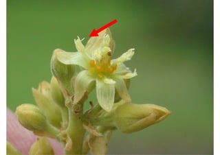 The New Zealand Institute for Plant & Food Research Limited
 
