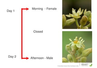 Morning - Female
Day 1
                                                                         Morning –
                                                                         Male



          Closed
                                                                         Afternoon –
                                                                         Female




Day 2   Afternoon - Male

                            The New Zealand Institute for Plant & Food Research Limited
 