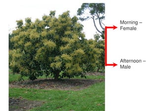 Afternoon - Female
Day 1
                             Morning –
                             Female



         Closed
                             Afternoon –
                             Male




Day 2   Morning - Male
 