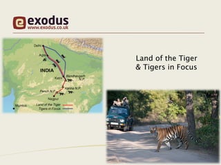Land of the Tiger
& Tigers in Focus
 