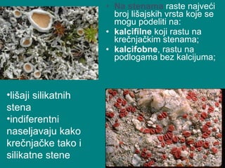 Na stenama  raste najveći broj lišajskih vrsta koje se mogu podeliti na:  kalcifilne  koji rastu na krečnjačkim stenama;  kalcifobne , rastu na podlogama bez kalcijuma;  lišaji silikatnih stena  indiferentni naseljavaju kako krečnjačke tako i silikatne stene 