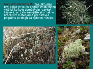 Na plodnom zemljištu   živi jako mali broj lišaja  jer su tu bogato zastupljene više biljke koje sprečavaju razvitak lišajeva, ali zato zemljište siromašno hranljivim materijama predstavlja pogodnu podlogu za njihovo razviće. 