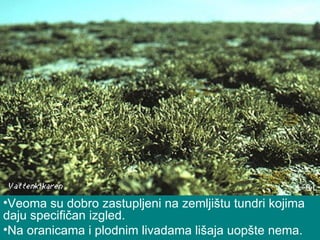 Veoma su dobro zastupljeni na zemljištu tundri kojima daju specifičan izgled.  Na oranicama i plodnim livadama lišaja uopšte nema.  