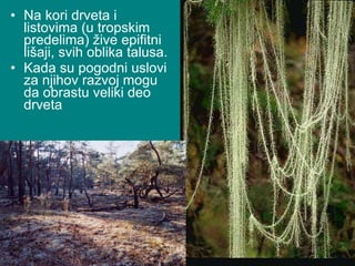 Na kori drveta i listovima (u tropskim predelima) žive epifitni lišaji, svih oblika talusa.  Kada su pogodni uslovi za njihov razvoj mogu da obrastu veliki deo drveta 