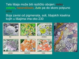 Telo lišaja  može biti različito obojen:  mrko ,  zeleno ,  na r andžasto ,  žuto  pa do skoro potpuno  crno .  Boja zavisi od pigmenata, soli,  lišajskih  kiselina kojih u lišajima ima oko 230 