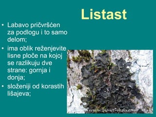 Listast   Labavo pričvršćen za podlogu i to samo delom;  ima oblik reženjevite lisne ploče na kojoj se razlikuju dve strane: gornja i donja;  složeniji od korast ih   lišajeva ;  