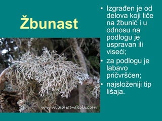 Žbunast   Izgrađen je od delova koji liče na žbunić i u odnosu na podlogu je uspravan ili viseći;  za podlogu je labavo pričvršćen;  najsloženiji tip  lišaja . 