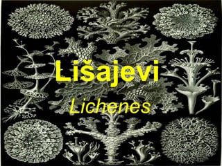 Lišajevi
Lichenes
 