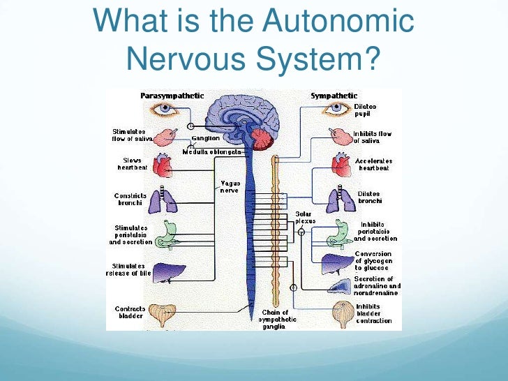 Исцеление вегетативной. Autonomic nervous System. Симпатическая и парасимпатическая нервная система. Центральный отдел симпатической нервной системы. Вегетативная нервная система.