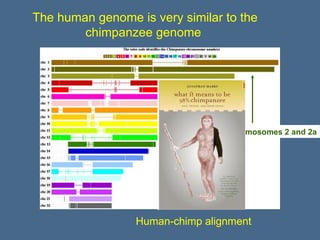 Lisbon genome diversity | PPT