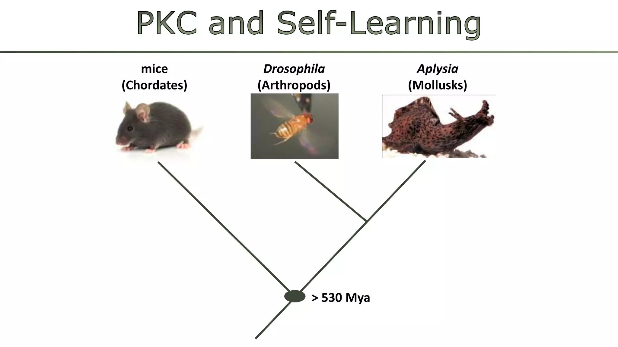 > 530 Mya
Aplysia
(Mollusks)
Drosophila
(Arthropods)
mice
(Chordates)
 