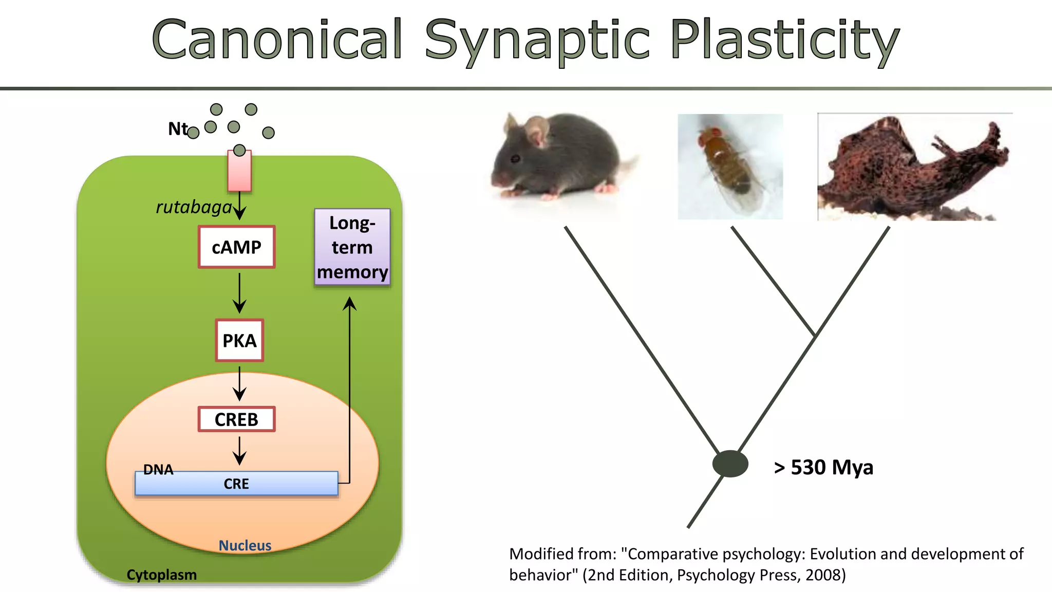 > 530 Mya
CREB
CRE
Long-
term
memory
cAMP
PKA
Cytoplasm
Nucleus
Nt
DNA
rutabaga
Modified from: "Comparative psychology: Evolution and development of
behavior" (2nd Edition, Psychology Press, 2008)
 