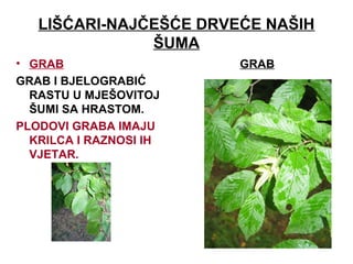LIŠĆARI-NAJČEŠĆE DRVEĆE NAŠIH
ŠUMA
• GRAB
GRAB I BJELOGRABIĆ
RASTU U MJEŠOVITOJ
ŠUMI SA HRASTOM.
PLODOVI GRABA IMAJU
KRILCA I RAZNOSI IH
VJETAR.
GRAB
 