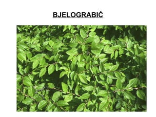 BJELOGRABIĆ
 