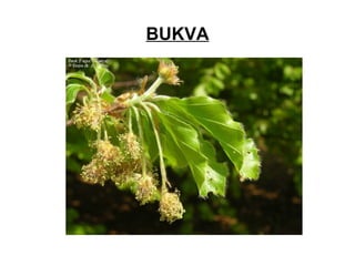 BUKVA
 