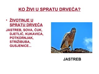 KO ŽIVI U SPRATU DRVEĆA?
• ŽIVOTINJE U
SPRATU DRVEĆA
JASTREB, SOVA, ĆUK,
DJETLIĆ, KUKAVICA,
POTKORNJAK,
STRIŽIBUBA,
GUSJENICE...
JASTREB
 