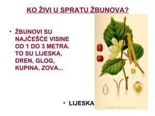 KO ŽIVI U SPRATU ŽBUNOVA?
• ŽBUNOVI SU
NAJČEŠĆE VISINE
OD 1 DO 3 METRA.
TO SU LIJESKA,
DREN, GLOG,
KUPINA, ZOVA...
• LIJESKA
 
