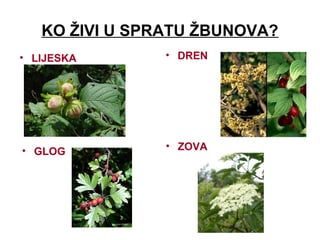 KO ŽIVI U SPRATU ŽBUNOVA?
• LIJESKA • DREN
• GLOG
• ZOVA
 