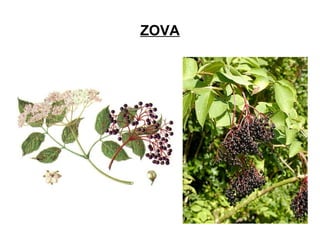 ZOVA
 
