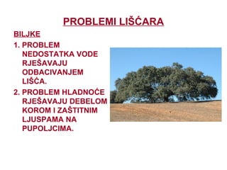 PROBLEMI LIŠĆARA
BILJKE
1. PROBLEM
NEDOSTATKA VODE
RJEŠAVAJU
ODBACIVANJEM
LIŠĆA.
2. PROBLEM HLADNOĆE
RJEŠAVAJU DEBELOM
KOROM I ZAŠTITNIM
LJUSPAMA NA
PUPOLJCIMA.
 
