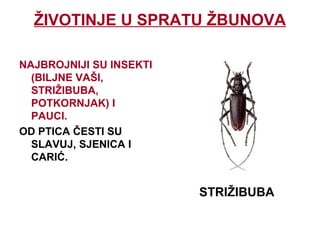 ŽIVOTINJE U SPRATU ŽBUNOVA
NAJBROJNIJI SU INSEKTI
(BILJNE VAŠI,
STRIŽIBUBA,
POTKORNJAK) I
PAUCI.
OD PTICA ČESTI SU
SLAVUJ, SJENICA I
CARIĆ.
STRIŽIBUBA
 
