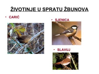 ŽIVOTINJE U SPRATU ŽBUNOVA
• SLAVUJ
• SJENICA
• CARIĆ
 