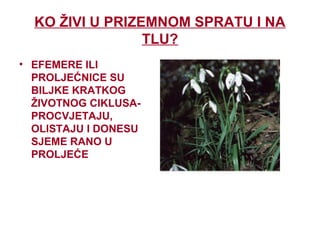 KO ŽIVI U PRIZEMNOM SPRATU I NA
TLU?
• EFEMERE ILI
PROLJEĆNICE SU
BILJKE KRATKOG
ŽIVOTNOG CIKLUSA-
PROCVJETAJU,
OLISTAJU I DONESU
SJEME RANO U
PROLJEĆE
 