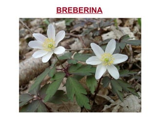 BREBERINA
 