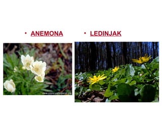 • ANEMONA • LEDINJAK
 