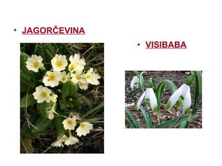 • JAGORČEVINA
• VISIBABA
 