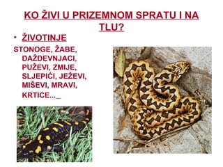 KO ŽIVI U PRIZEMNOM SPRATU I NA
TLU?
• ŽIVOTINJE
STONOGE, ŽABE,
DAŽDEVNJACI,
PUŽEVI, ZMIJE,
SLJEPIĆI, JEŽEVI,
MIŠEVI, MRAVI,
KRTICE...
 