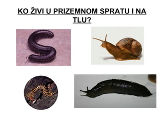 KO ŽIVI U PRIZEMNOM SPRATU I NA
TLU?
 