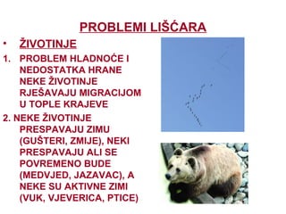 PROBLEMI LIŠĆARA
• ŽIVOTINJE
1. PROBLEM HLADNOĆE I
NEDOSTATKA HRANE
NEKE ŽIVOTINJE
RJEŠAVAJU MIGRACIJOM
U TOPLE KRAJEVE
2. NEKE ŽIVOTINJE
PRESPAVAJU ZIMU
(GUŠTERI, ZMIJE), NEKI
PRESPAVAJU ALI SE
POVREMENO BUDE
(MEDVJED, JAZAVAC), A
NEKE SU AKTIVNE ZIMI
(VUK, VJEVERICA, PTICE)
 