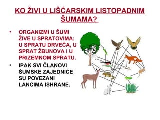 KO ŽIVI U LIŠĆARSKIM LISTOPADNIM
ŠUMAMA?
• ORGANIZMI U ŠUMI
ŽIVE U SPRATOVIMA:
U SPRATU DRVEĆA, U
SPRAT ŽBUNOVA I U
PRIZEMNOM SPRATU.
• IPAK SVI ČLANOVI
ŠUMSKE ZAJEDNICE
SU POVEZANI
LANCIMA ISHRANE.
 