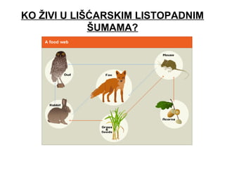 KO ŽIVI U LIŠĆARSKIM LISTOPADNIM
ŠUMAMA?
 